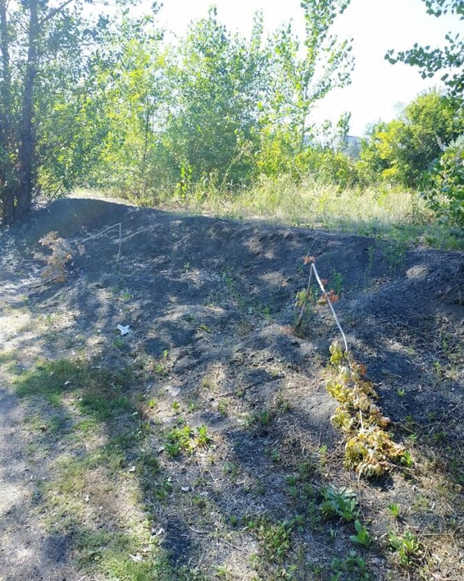 В Днепре на ж/м Приднепровск вандалы изуродовали молодую рощицу (Фото)