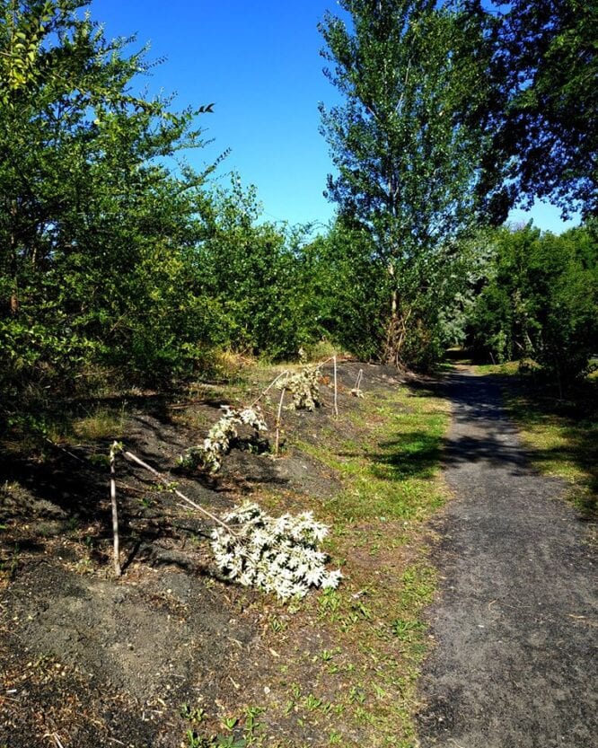 В Днепре на ж/м Приднепровск вандалы изуродовали молодую рощицу (Фото)