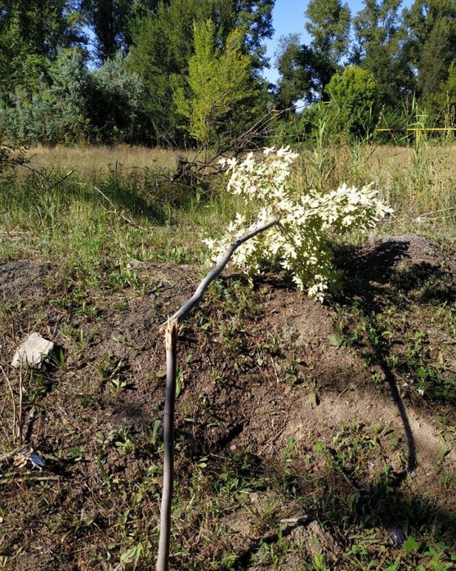 В Днепре на ж/м Приднепровск вандалы изуродовали молодую рощицу (Фото)