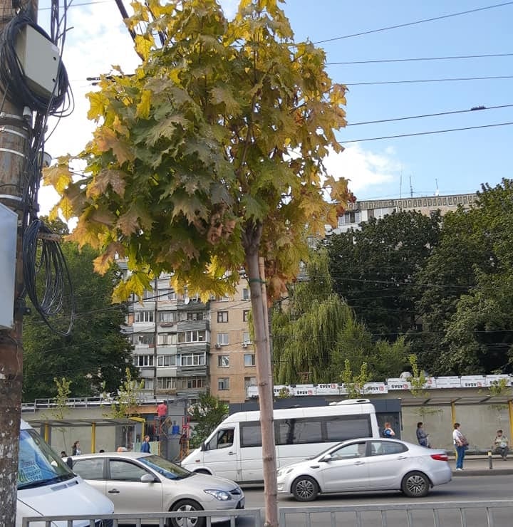 На ж/м Тополь 3 на остановке люди превратили дерево в мусорку