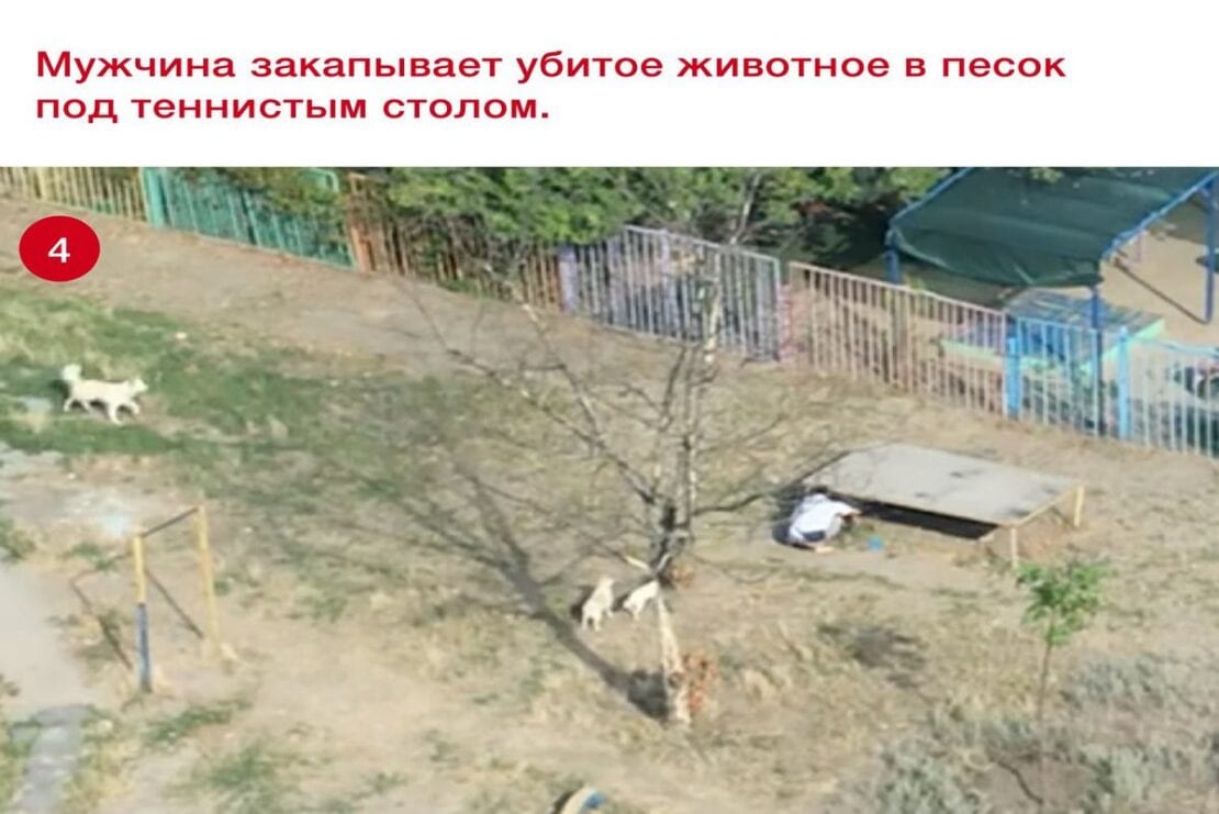Закопал в пыль и ушел: в Днепре на Парусе стая домашних собак держит в страхе весь двор (Фото, видео)