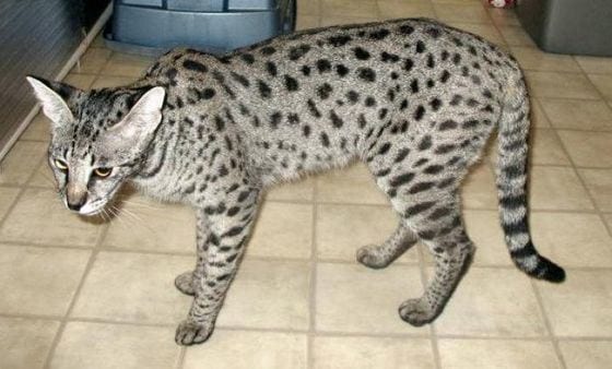 На грани исчезновения: ТОП-5 самых редких пород кошек в мире 