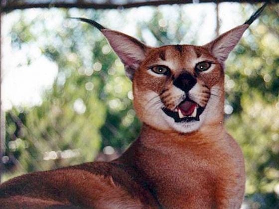 На грани исчезновения: ТОП-5 самых редких пород кошек в мире 