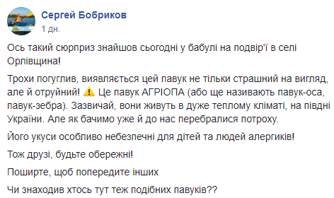 Жителей Днепропетровской области напугал огромный полосатый паук (Фото)