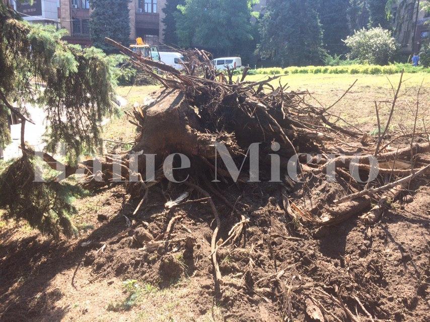 В Днепре на Героев Майдана с корнем вырвало огромные ели