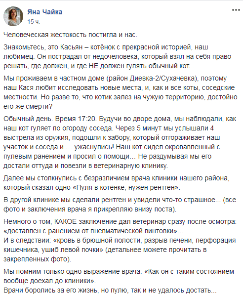 В Днепре мужчина подстрелил соседского кота из пневматики. Новости Днепра