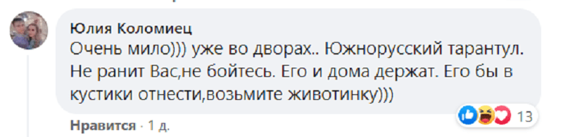 В Днепре массово развелись ядовитые пауки-волки. Новости Днепра