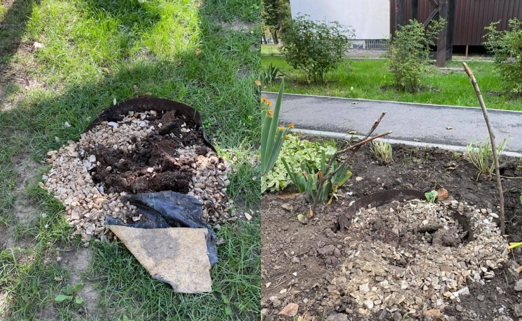 В Днепре в Авиаторском вандалы украли молодые кусты можжевельника. Новости Днепра