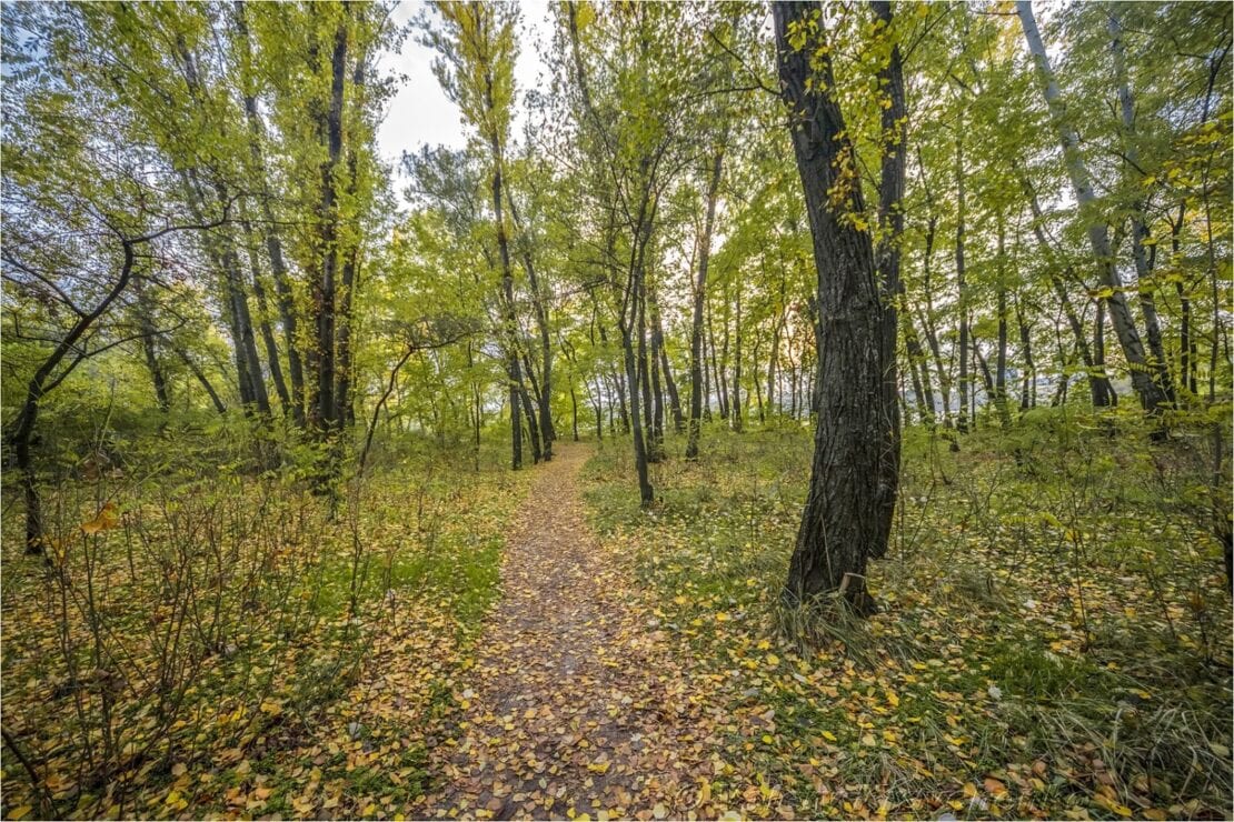 Невероятные сны листопада: Днепр окунулся в краски зеленой осени (Фото)