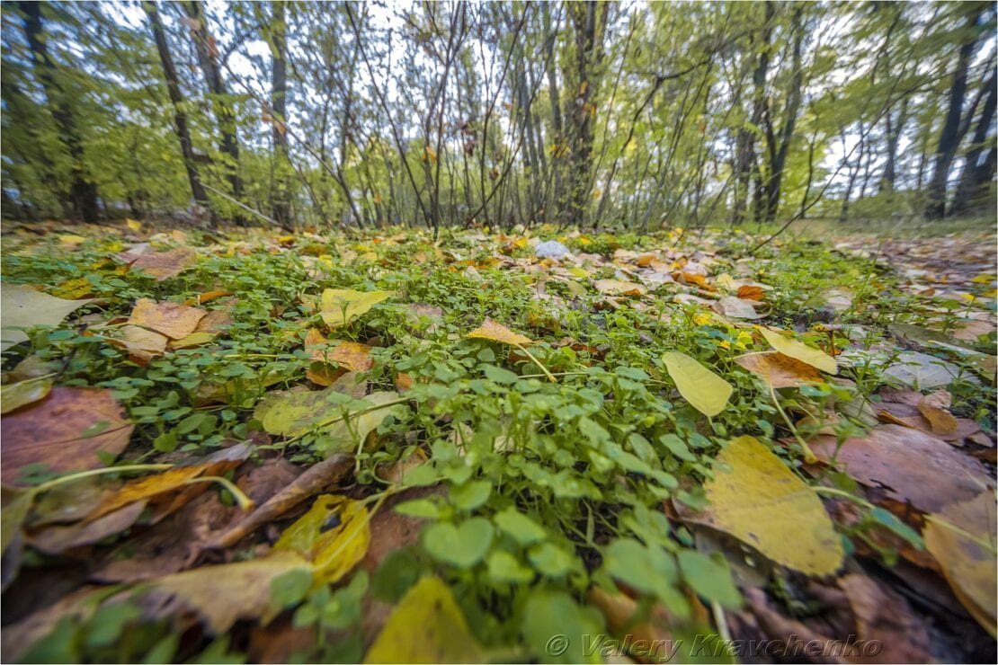 Невероятные сны листопада: Днепр окунулся в краски зеленой осени (Фото)