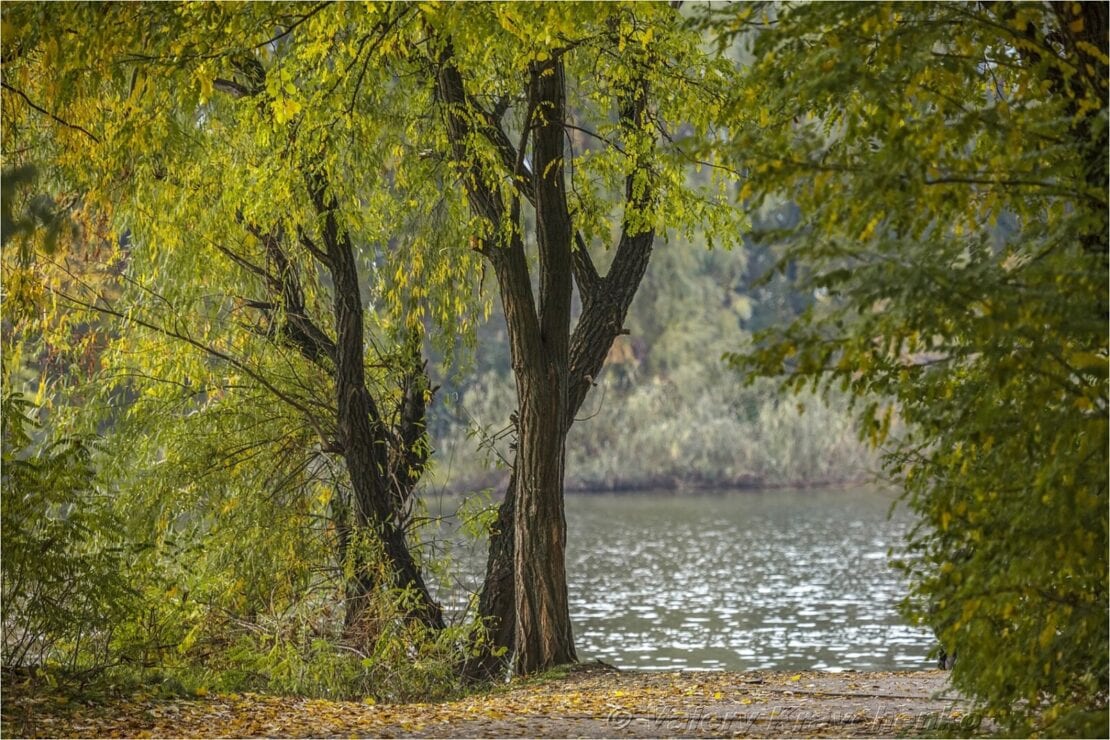 Невероятные сны листопада: Днепр окунулся в краски зеленой осени (Фото)