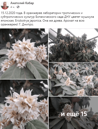 В Днепре в ботсаду ДНУ зацвела мушмула (Фото)