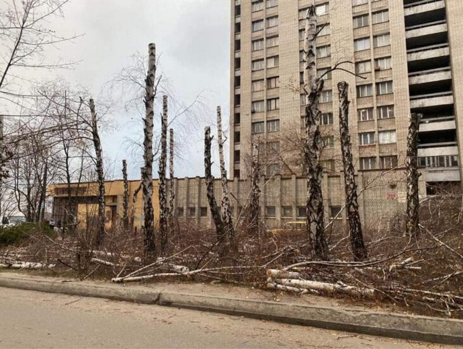 В Днепре горсовет обратился в полицию из-за незаконной вырубки берез