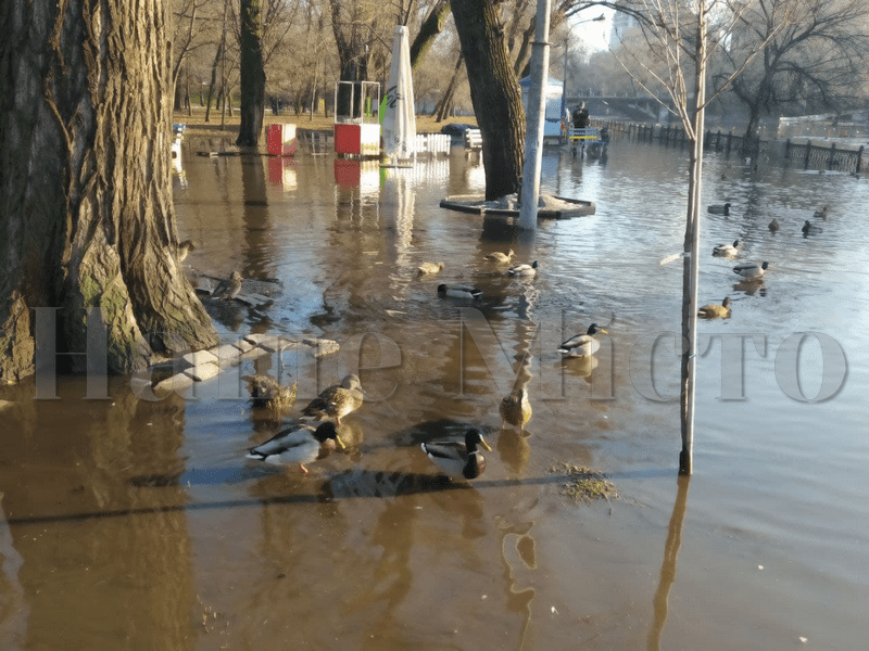 Горожане кормят уток, которые плавают по тротуару – новости Днепра
