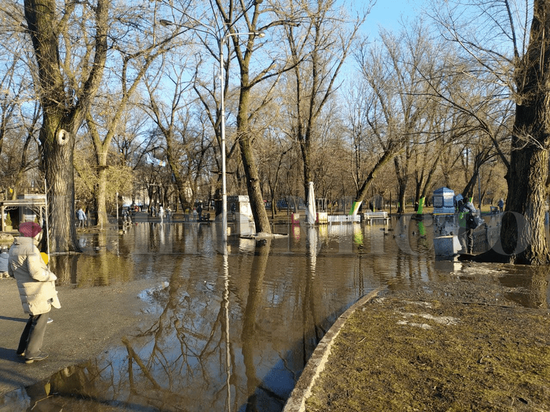Горожане кормят уток, которые плавают по тротуару – новости Днепра