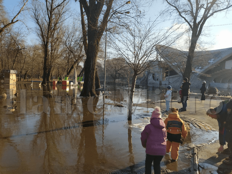 Горожане кормят уток, которые плавают по тротуару – новости Днепра