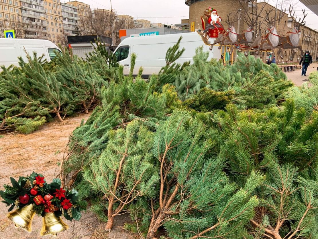 В Днепре бесплатно раздают новогодние елки (Фото)