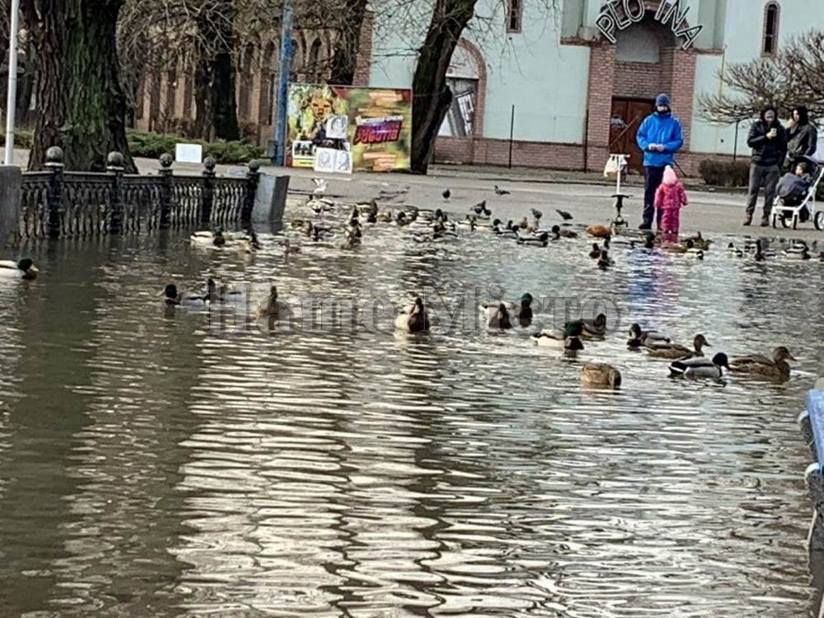 В парке Глобы озеро вышло из берегов (Фото) – новости Днепра