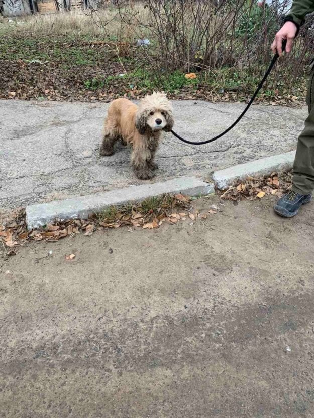 В новогодние выходные потерялось 7 собак - новости Днепра