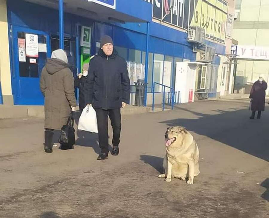 О ней ходят легенды: в Днепре на Райончике живёт уникальная собака (Фото)