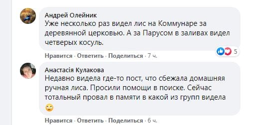 На ж/м Парус во дворах заметили лису (Видео) – новости Днепра