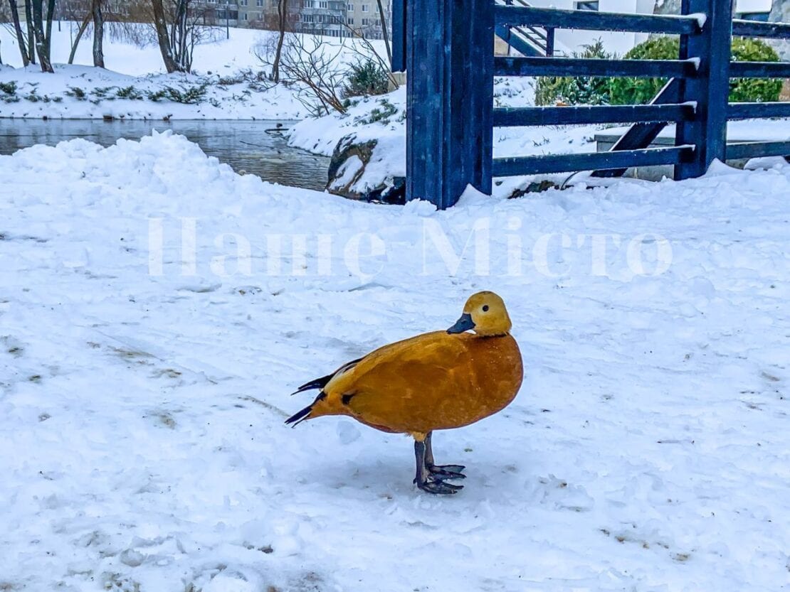 В Днепре зима преобразила яхт-клуб «Сич» (Фоторепортаж)