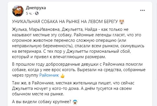 О ней ходят легенды: в Днепре на Райончике живёт уникальная собака (Фото)