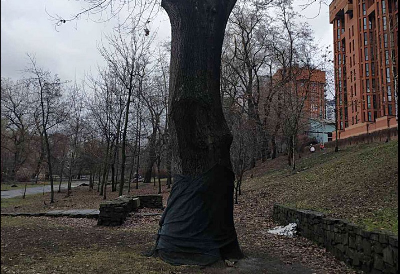 В Днепре спасают дуб Лазаря Глобы – новости Днепра