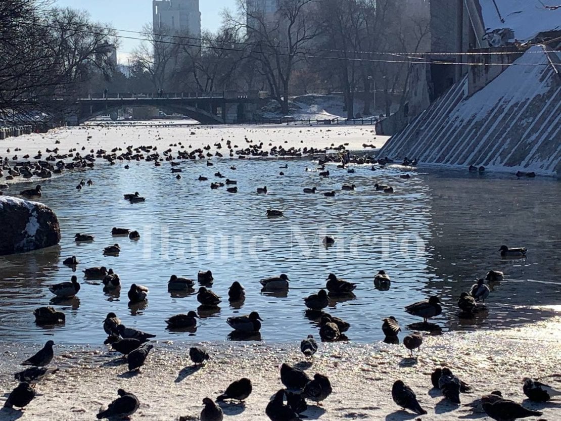 Как живется уткам на озере в парке Глобы (Фото) – новости Днепра