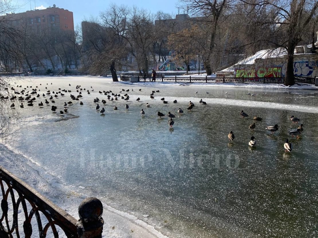 парк Глобы в Днепре зимой, морозное утро в парке, утки на озере 