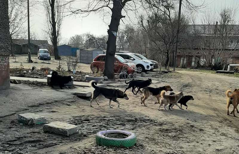 Жители жалуются на стаю под окнами – новости Днепра