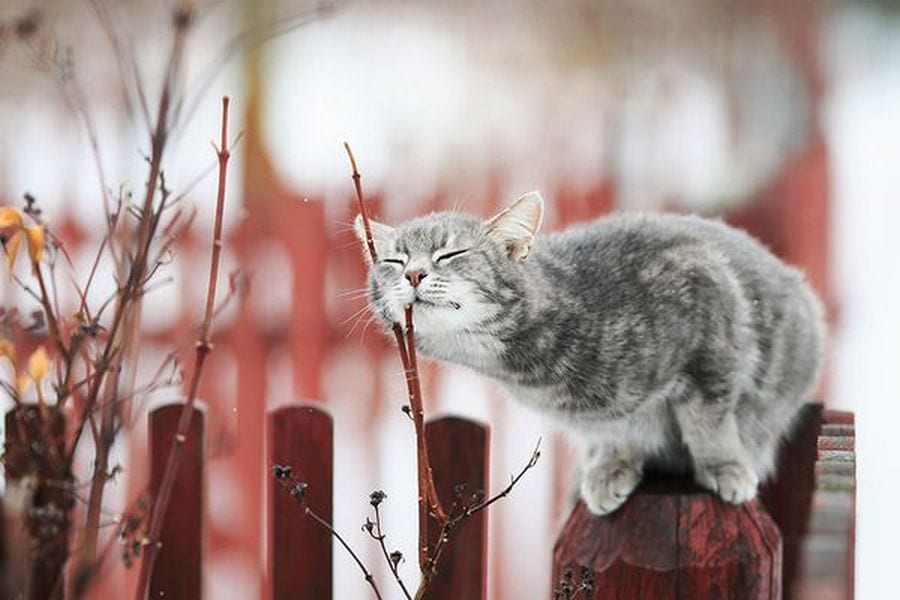 27 марта, Федор-Скотник: что нельзя делать – новости Днепра