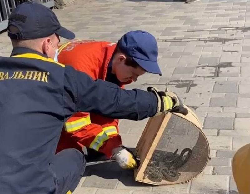 В кафе на набережной поймали 12 змей (Фото) – новости Днепра