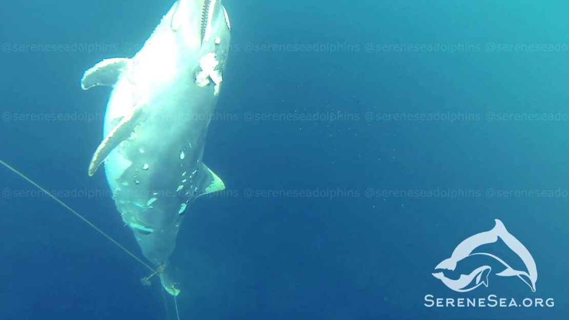 На дне Черного моря обнаружили кладбище дельфинов (Видео)