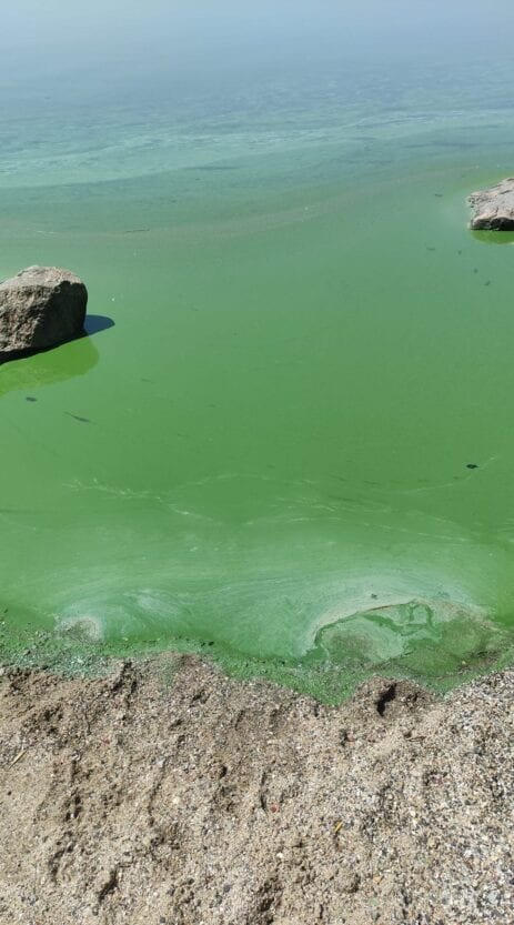 В Каховском водохранилище позеленела вода – новости Днепра