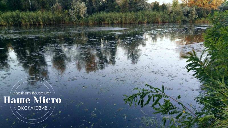 Орель в Обуховке воняет канализацией и липнет - новости Днепра
