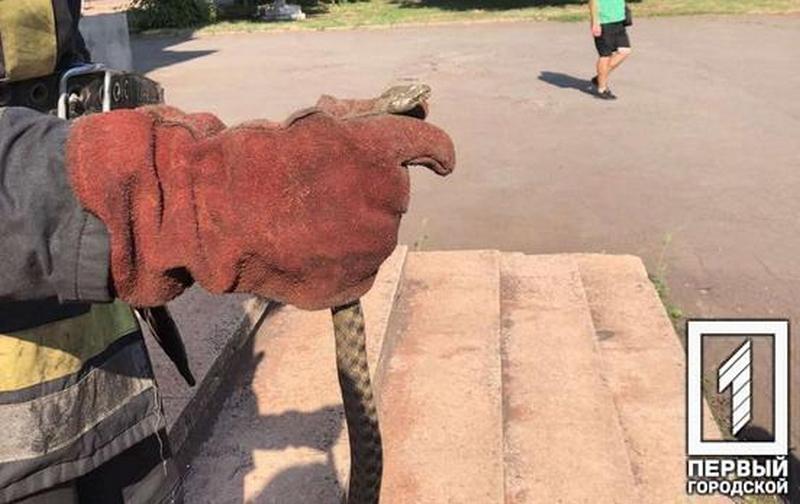 Змея заползла в один из кабинетов дома культуры - новости Днепра