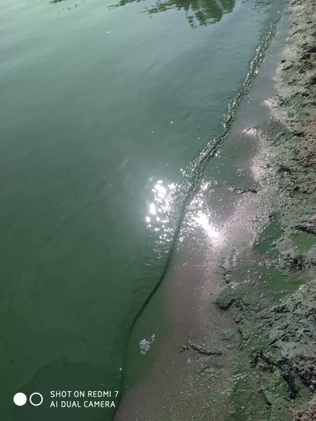 В Каховском море в Никополе вода превратилась в зелёную вонючую жижу (Фото)