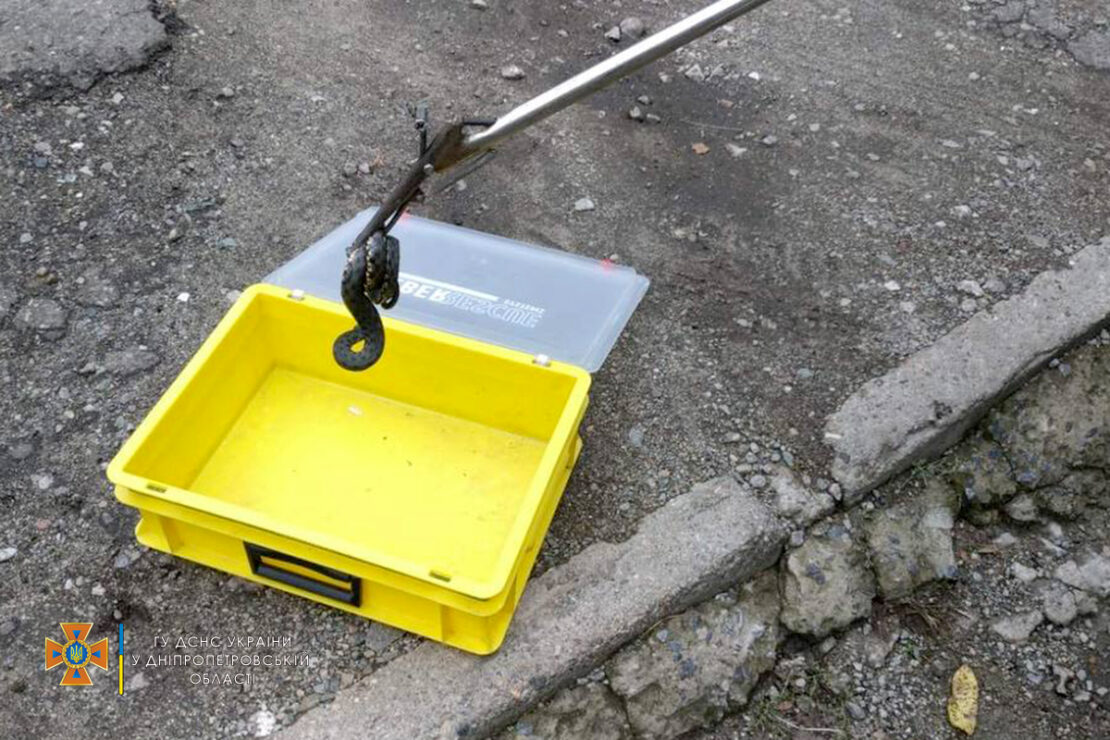 В Днепре во дворе жилого дома обнаружили огромную змею (фото)