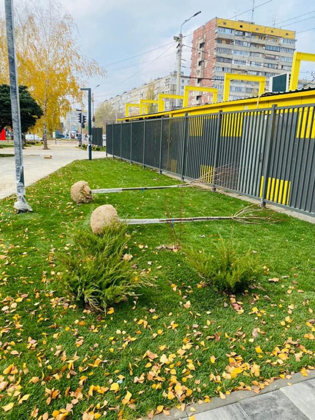 На левом берегу появится еще одна аллея сакур - новости Днепра