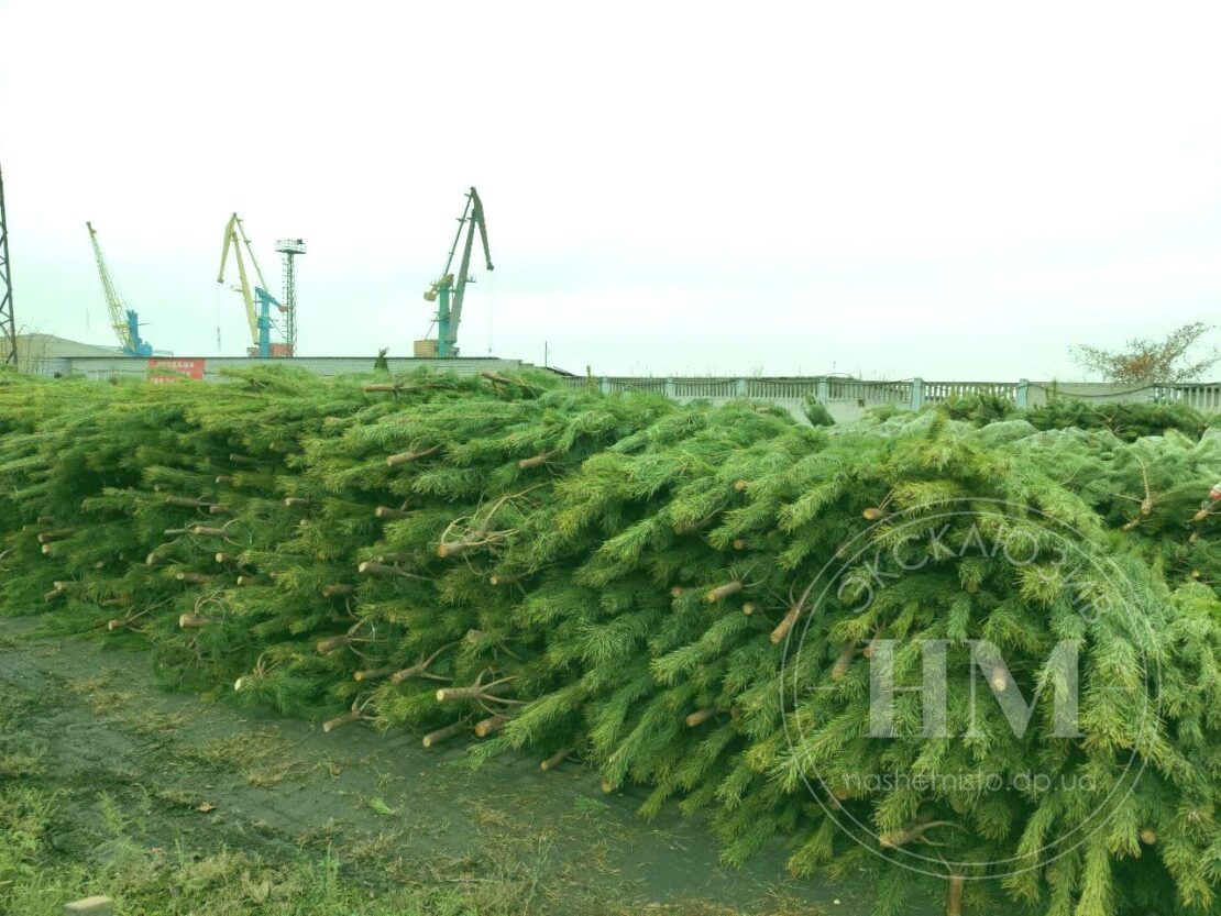 Появился первый елочный базар - новости Днепра