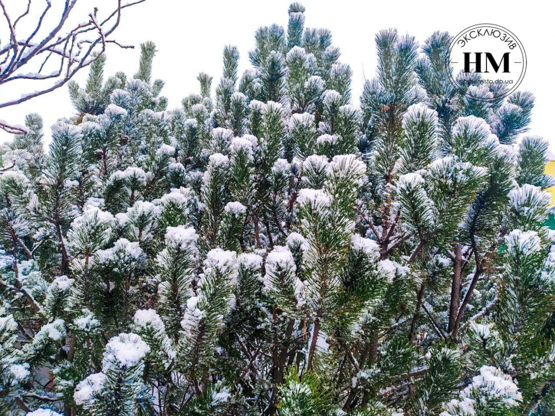 Город накрыло снегопадом (Фото) - новости Днепра