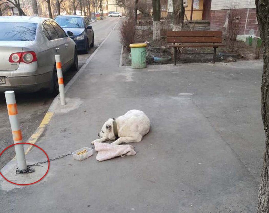 На Победе во дворе нашли алабая на цепи - новости Днепра