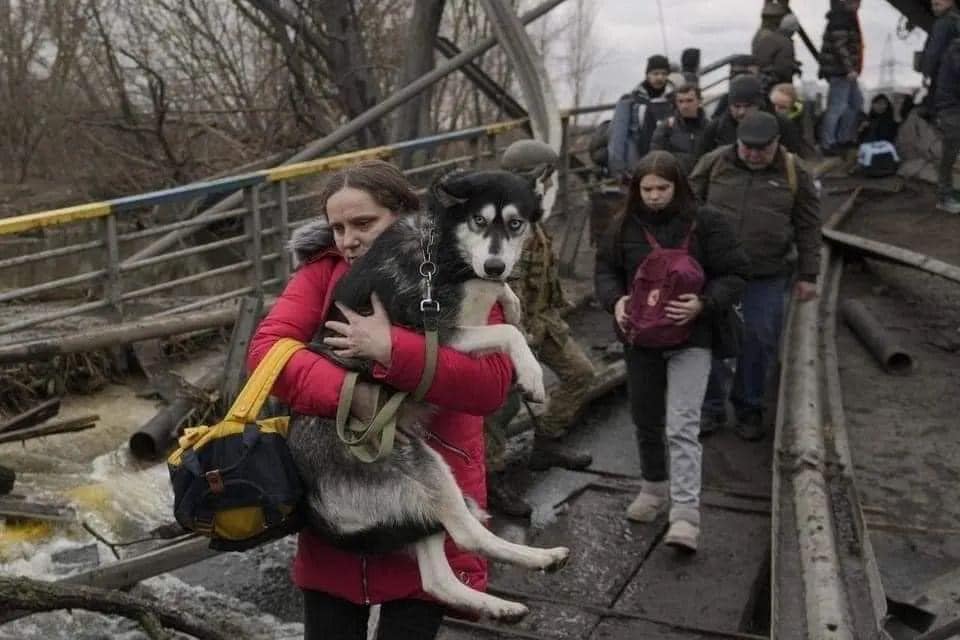 "С Днепра будут беспрепятственно пускать всех пассажиров с собаками и котиками" - Михаил Лысенко Новости Днепра