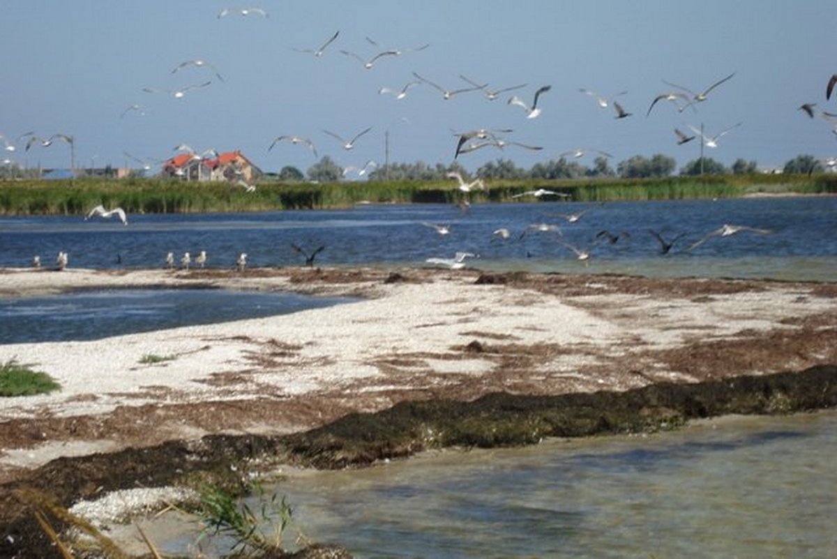 В Азовском море гибнут краснокнижные рыбы - Наше Мисто
