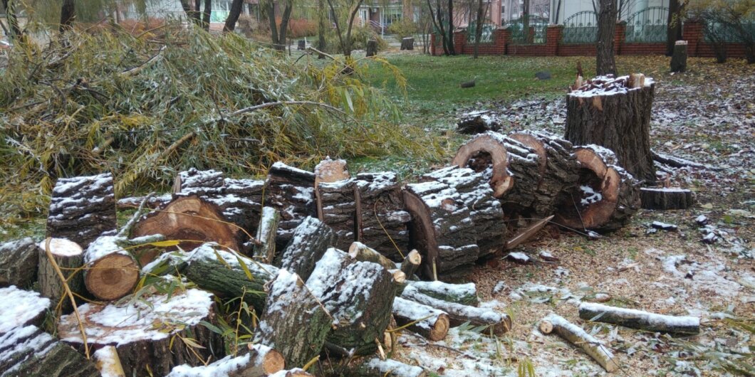 Новини Дніпра: Чому пиляють дерева в парку Глоби - Наше Місто