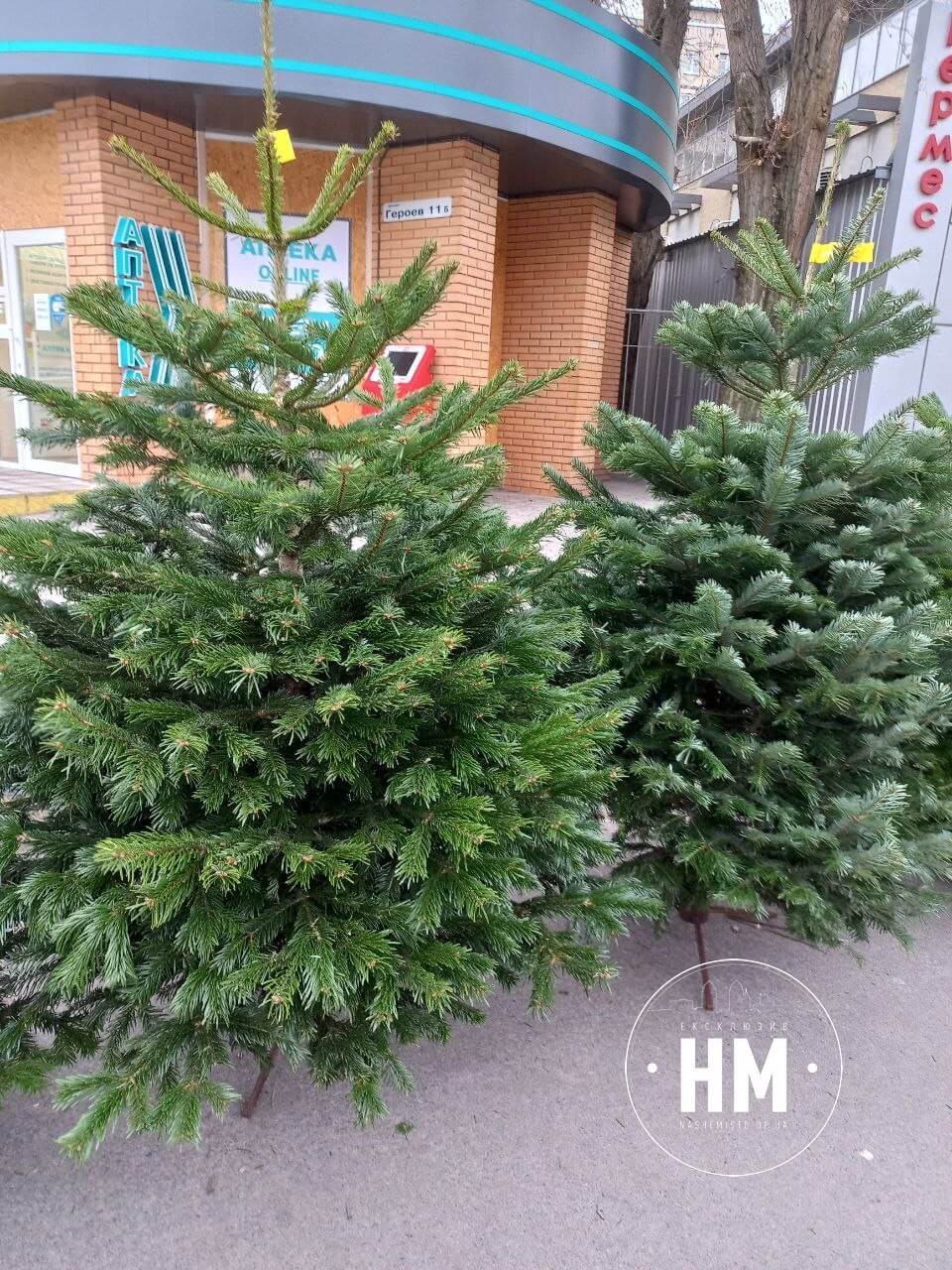 Новини Дніпра: На ж/м Перемога продають елітні ялинки