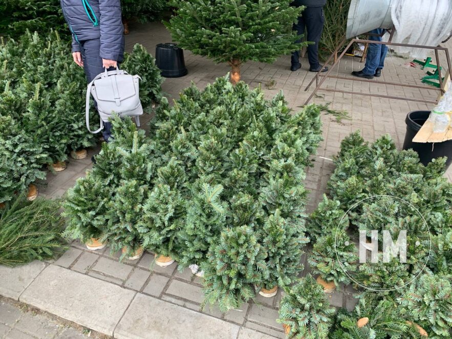 Новини Дніпра: Ціни на ялинки на Озерці - Наше Місто