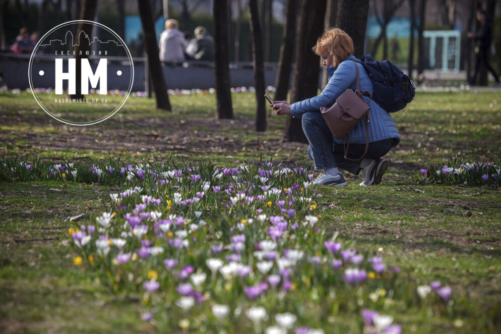 Нова квіткова фотозона: у Дніпрі в сквері Героїв розцвіли крокуси (фото)
