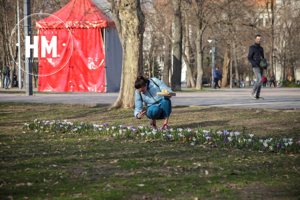Нова квіткова фотозона: у Дніпрі у сквері Героїв розцвіли крокуси (фото)